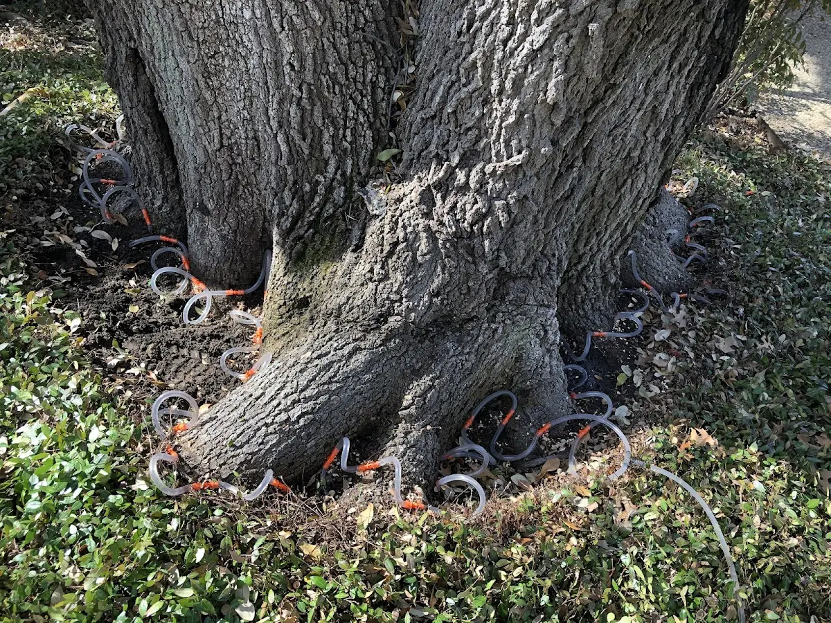 Detailed Tree Cabling and Bracing job site in Proctor