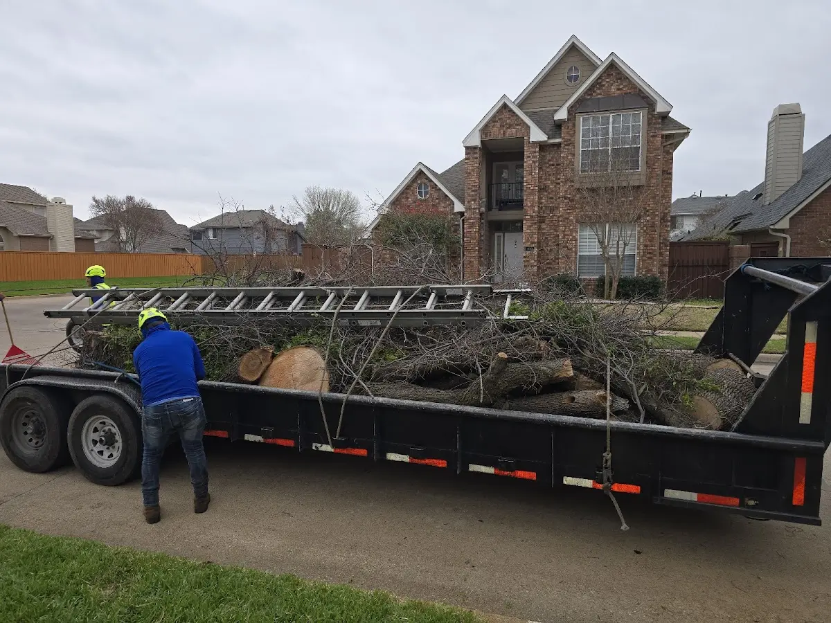 Expert Tree Pest Control with proper safety equipment in Proctor